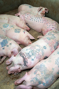 Tattoo'd Pigs In Peril